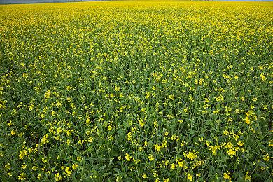 犯罪心理学与策略卡牌的完美融合，《卡牌侦探》12月15日下午4点Steam正式发售！